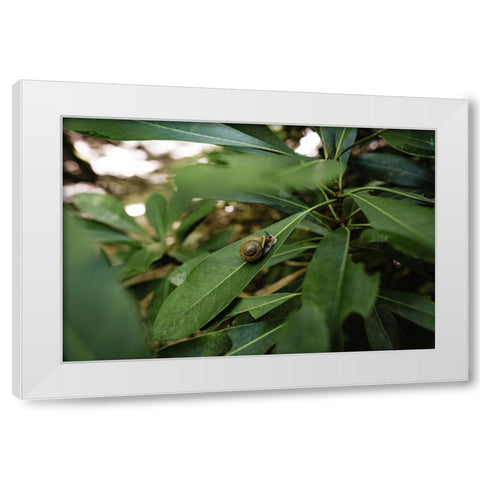 Yellow Branch Snail White Modern Wood Framed Art Print by Malone, Will