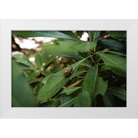Yellow Branch Snail White Modern Wood Framed Art Print by Malone, Will
