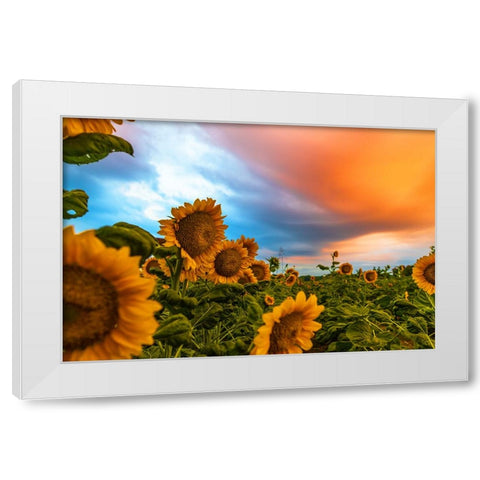 Denver Downs Sunrise White Modern Wood Framed Art Print by Malone, Will