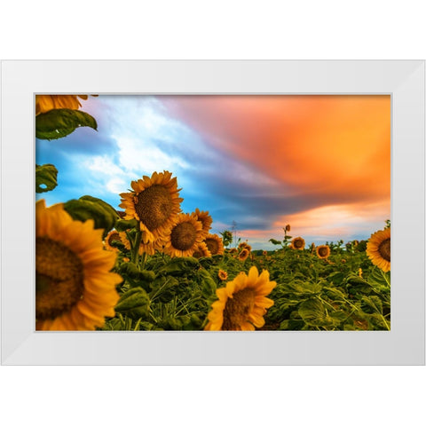 Denver Downs Sunrise White Modern Wood Framed Art Print by Malone, Will