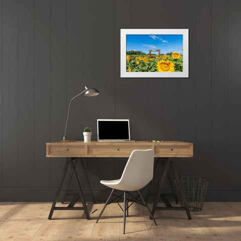 Denver Downs Sunflowers 1 White Modern Wood Framed Art Print by Malone, Will