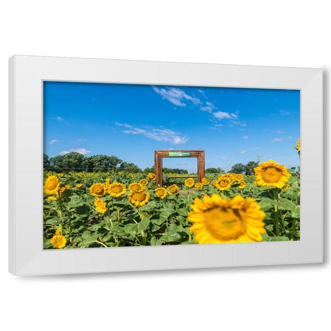 Denver Downs Sunflowers 1 White Modern Wood Framed Art Print by Malone, Will