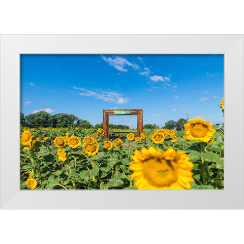 Denver Downs Sunflowers 1 White Modern Wood Framed Art Print by Malone, Will