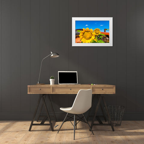 Denver Downs Sunflowers 2 White Modern Wood Framed Art Print by Malone, Will