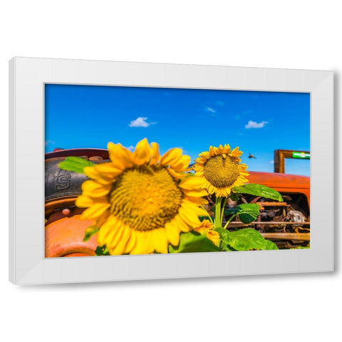 Denver Downs Sunflowers 2 White Modern Wood Framed Art Print by Malone, Will