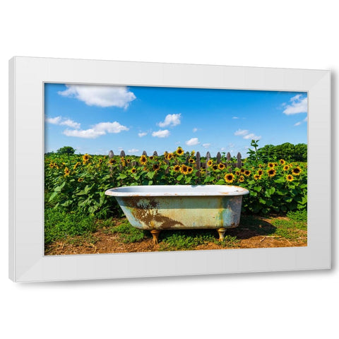 Denver Downs Sunflowers 4 White Modern Wood Framed Art Print by Malone, Will