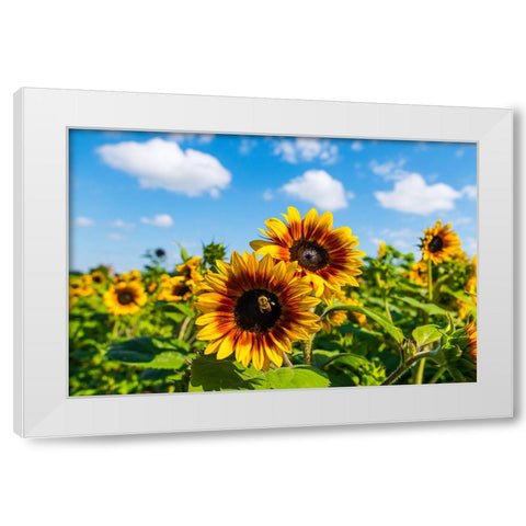 Denver Downs Sunflowers 5 White Modern Wood Framed Art Print by Malone, Will