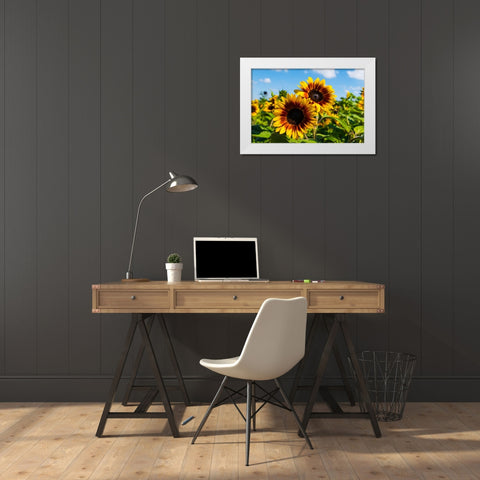 Denver Downs Sunflowers 6 White Modern Wood Framed Art Print by Malone, Will