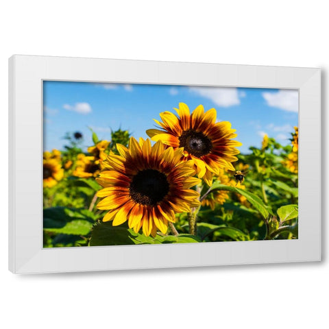 Denver Downs Sunflowers 6 White Modern Wood Framed Art Print by Malone, Will