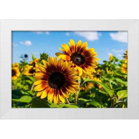 Denver Downs Sunflowers 6 White Modern Wood Framed Art Print by Malone, Will