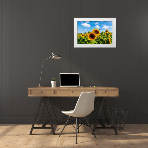 Denver Downs Sunflowers 7 White Modern Wood Framed Art Print by Malone, Will