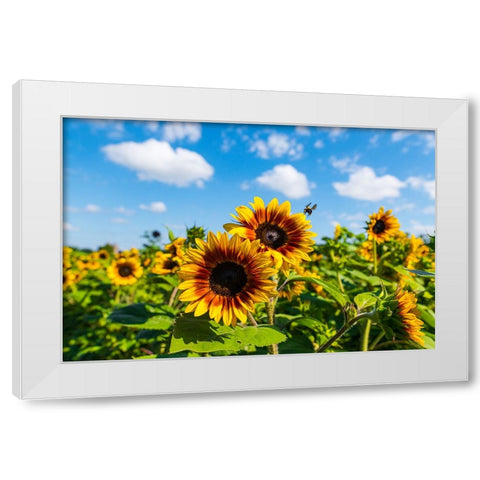 Denver Downs Sunflowers 7 White Modern Wood Framed Art Print by Malone, Will