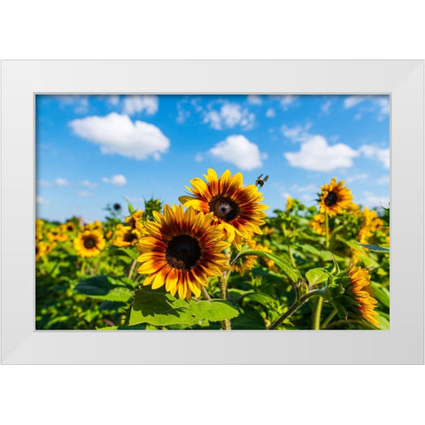 Denver Downs Sunflowers 7 White Modern Wood Framed Art Print by Malone, Will