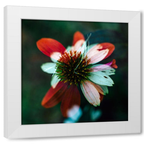 A New Flower Square? White Modern Wood Framed Art Print by Malone, Will