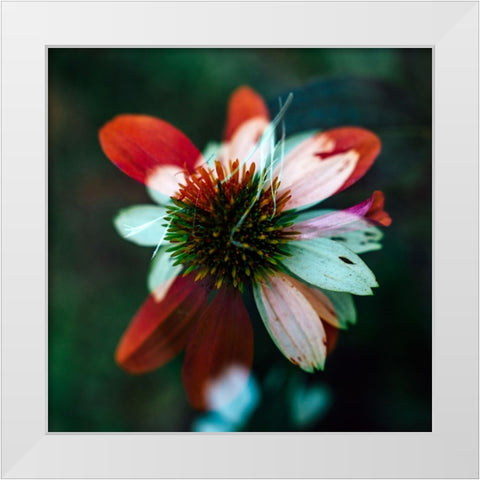 A New Flower Square? White Modern Wood Framed Art Print by Malone, Will