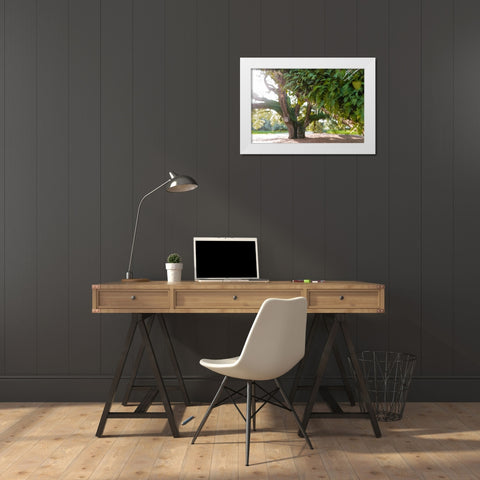 Big Oak 2 White Modern Wood Framed Art Print by Malone, Will