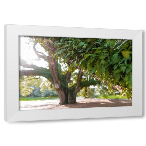 Big Oak 2 White Modern Wood Framed Art Print by Malone, Will