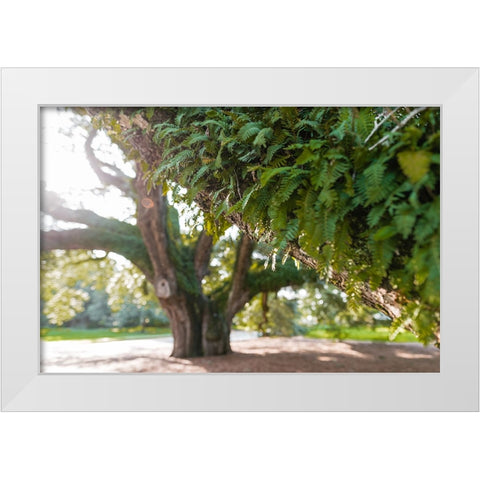 Big Oak 2 White Modern Wood Framed Art Print by Malone, Will
