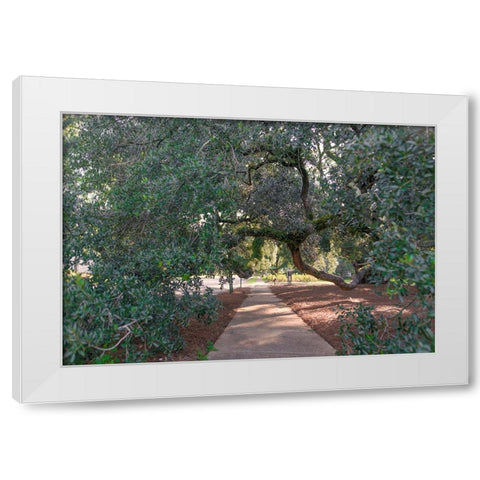 Big Oak 3 White Modern Wood Framed Art Print by Malone, Will