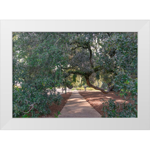 Big Oak 3 White Modern Wood Framed Art Print by Malone, Will