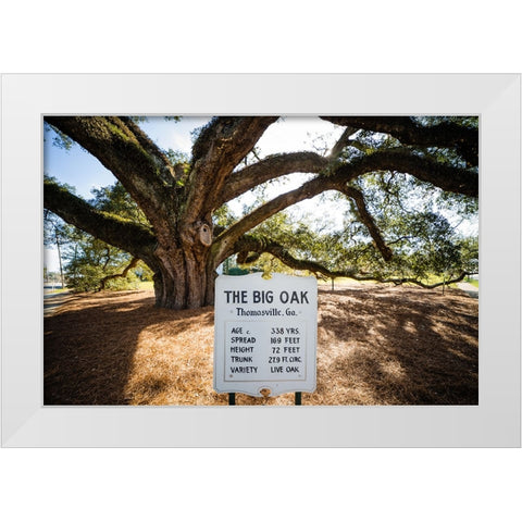 Big Oak 6 White Modern Wood Framed Art Print by Malone, Will