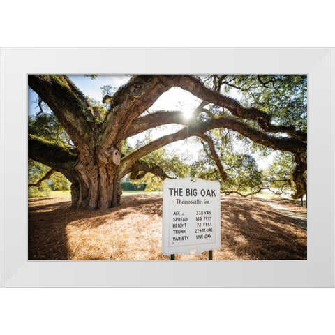 Big Oak 7 White Modern Wood Framed Art Print by Malone, Will