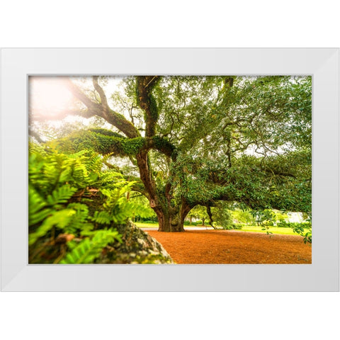Big Oak 9 White Modern Wood Framed Art Print by Malone, Will