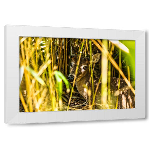Deer at Rest White Modern Wood Framed Art Print by Malone, Will