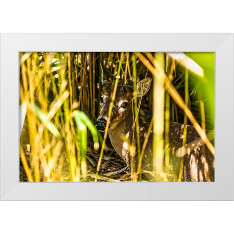 Deer at Rest White Modern Wood Framed Art Print by Malone, Will