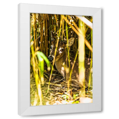 Deer at Rest Vertical White Modern Wood Framed Art Print by Malone, Will