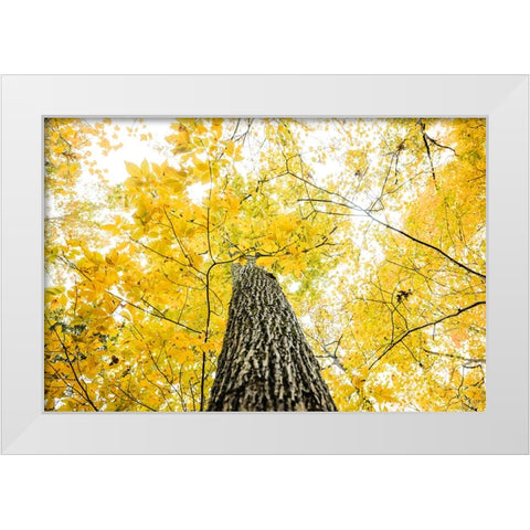 Yellow 2B White Modern Wood Framed Art Print by Malone, Will