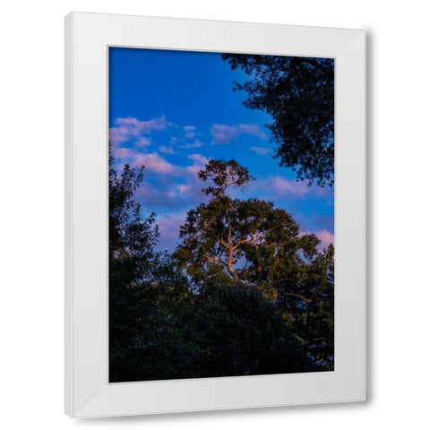 Tree Spotlight 2 White Modern Wood Framed Art Print by Malone, Will