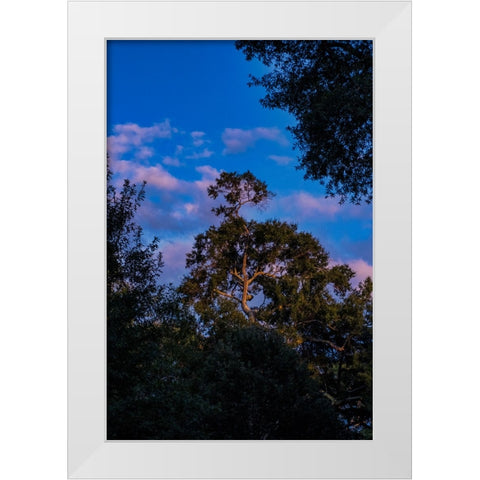 Tree Spotlight 2 White Modern Wood Framed Art Print by Malone, Will