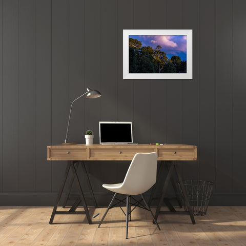 Tree Spotlight White Modern Wood Framed Art Print by Malone, Will