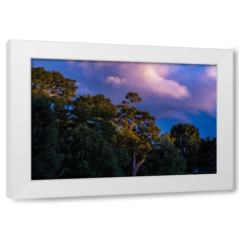 Tree Spotlight White Modern Wood Framed Art Print by Malone, Will