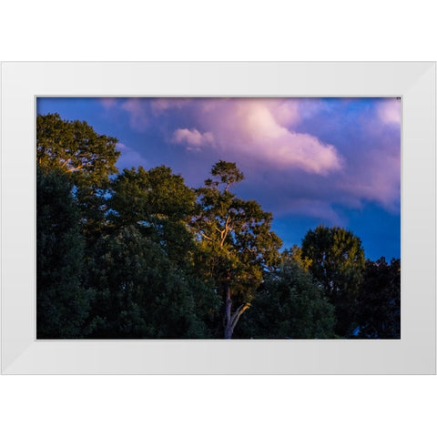 Tree Spotlight White Modern Wood Framed Art Print by Malone, Will