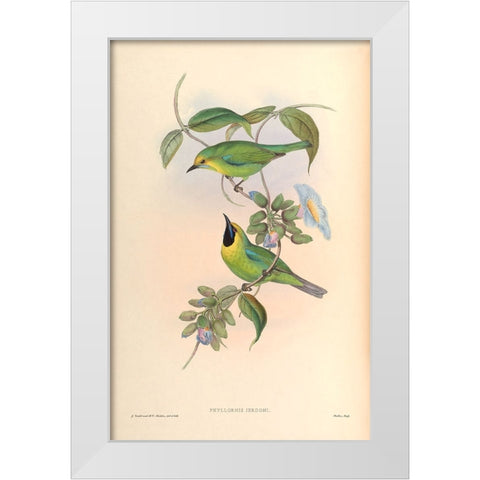 Phyllornis Jerdoni White Modern Wood Framed Art Print by CAG