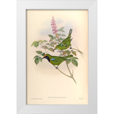 Phyllornis Malabaricus White Modern Wood Framed Art Print by CAG