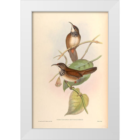 Pomatorhinus Erythrocnemis White Modern Wood Framed Art Print by CAG