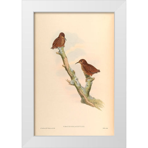 Rimator Malacoptilus White Modern Wood Framed Art Print by CAG