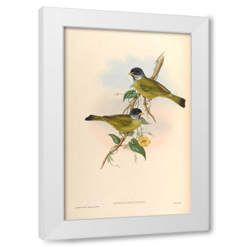 Spizixos Semitorques White Modern Wood Framed Art Print by CAG