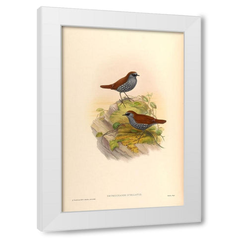 Drymochares Stellatus White Modern Wood Framed Art Print by CAG