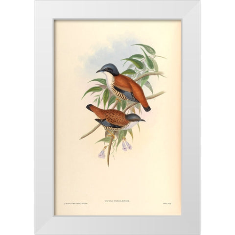 Cutia Nipalensis White Modern Wood Framed Art Print by CAG