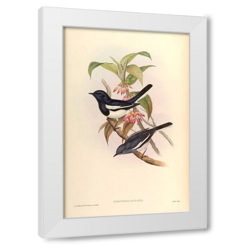Copsychus Saularis White Modern Wood Framed Art Print by CAG