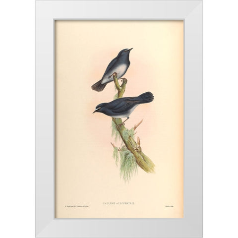 Callene Albiventris White Modern Wood Framed Art Print by CAG