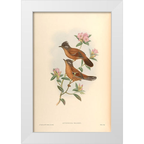 Actinodura Waldeni White Modern Wood Framed Art Print by CAG