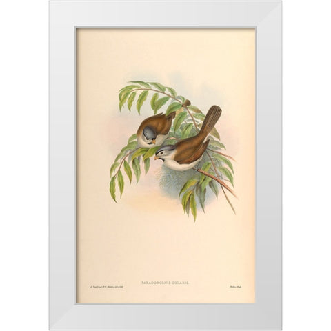 Paradoxornis Gularis White Modern Wood Framed Art Print by CAG