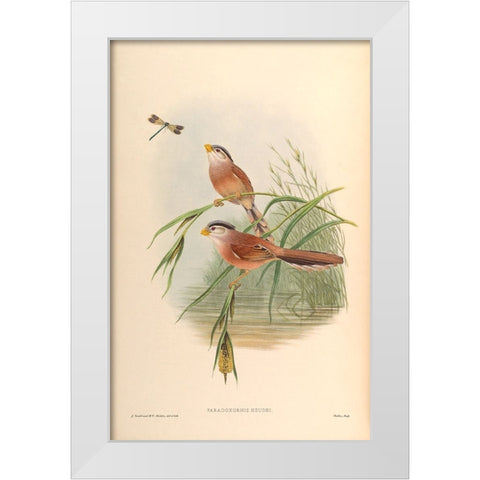 Paradoxornis Heudei White Modern Wood Framed Art Print by CAG
