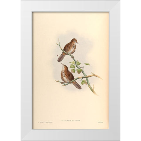 Pellorneum Palustre White Modern Wood Framed Art Print by CAG