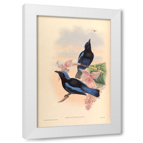 Irena Melanochlamys White Modern Wood Framed Art Print by CAG